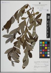 Foto von Salix atrocinerea Brot.